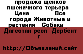 продажа щенков пшеничного терьера › Цена ­ 35 000 - Все города Животные и растения » Собаки   . Дагестан респ.,Дербент г.